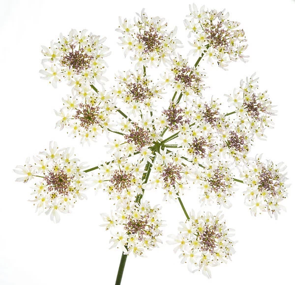 Hogweed (Heracleum sphondylium) flower head against white background. Scotland, UK