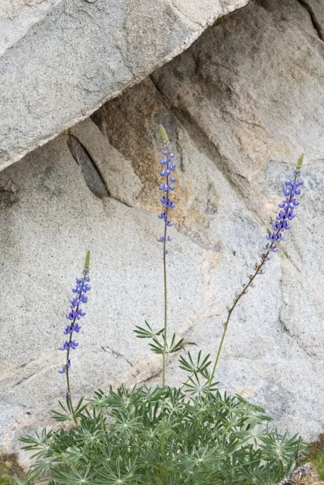 Framed Print : Hollowleaf annual lupine (Lupinus succulentus) flowering in front of rock Framed Print : Hollowleaf annual lupine (Lupinus succulentus) flowering in front of rock
