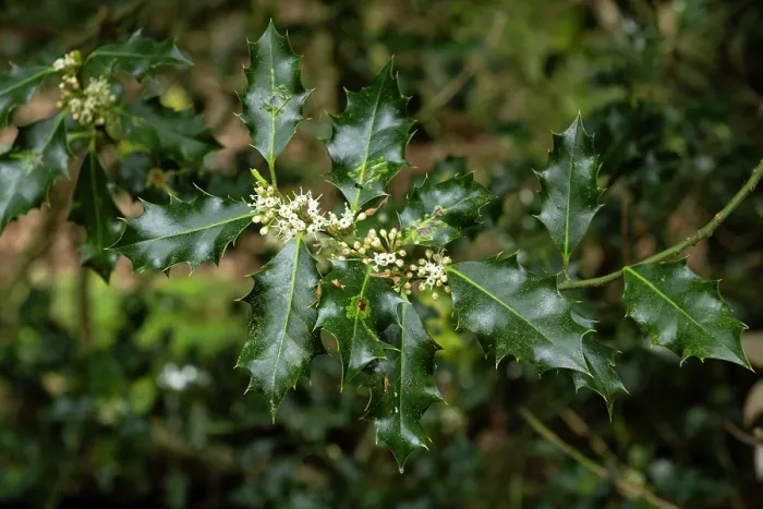 Framed Print : Holly (Ilex aquifolium) male flowers, Delamere Forest, Cheshire, England, UK. May Framed Print : Holly (Ilex aquifolium) male flowers, Delamere Forest, Cheshire, England, UK. May