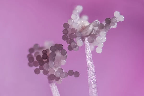 Hollyhock (Alcea rosea), pollen grains on anthers, aprox 12x magnification, Monmouthshire