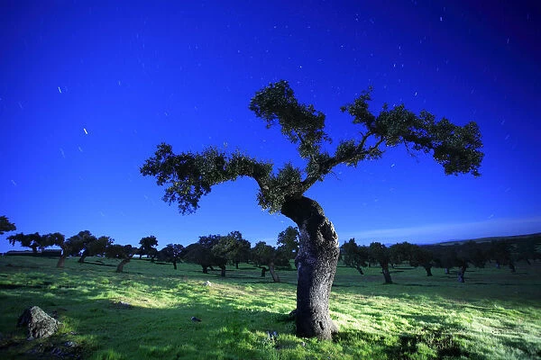 Holm oak tree {Quercus ilex} at night, Spain