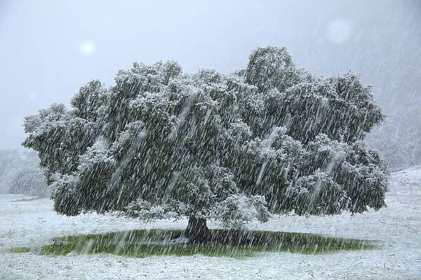Holm oak tree (Quercus ilex) in snowfall, Sierra de Grazalema Natural Park, southern Spain, January