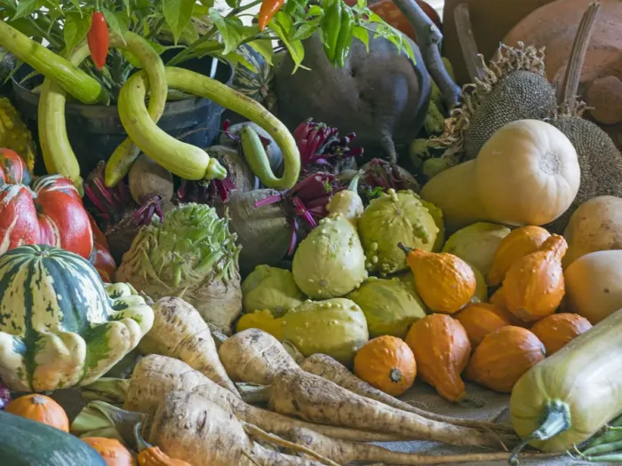 Framed Print : Home-grown fruit and vegetables harvested in the autumn. October Framed Print : Home-grown fruit and vegetables harvested in the autumn. October