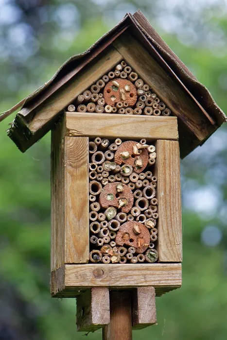 Framed Print : Home-made insect hotel with a range of Bamboo stems and drilled hole sizes for different species Framed Print : Home-made insect hotel with a range of Bamboo stems and drilled hole sizes for different species