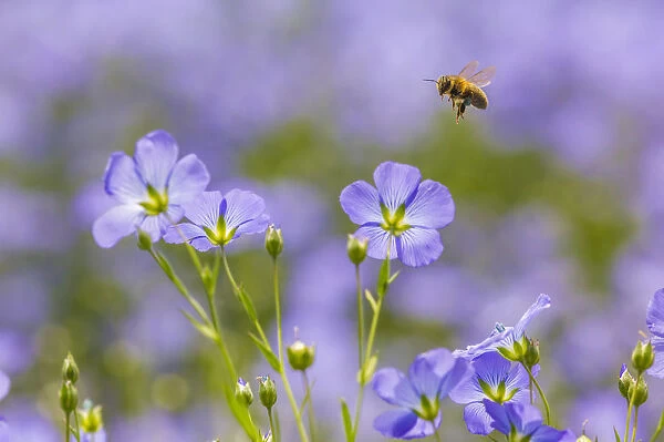 Honey bee (Apis melifera) flying to Flax (Linum usitatissimum) flowers, Monmouthshire