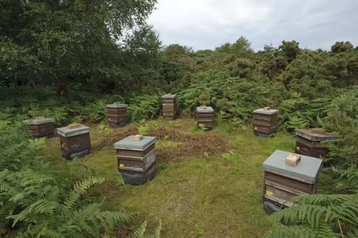 Framed Print : Honey bee (Apis mellifera) beehives sited on edge of heathland for premium heather honey production Framed Print : Honey bee (Apis mellifera) beehives sited on edge of heathland for premium heather honey production