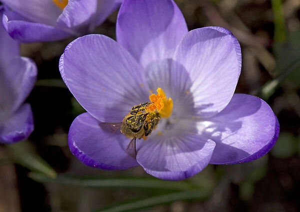 Honey bee (Apis mellifera) covered in pollen emerging from nectaring in Crocus (Crocus sp)