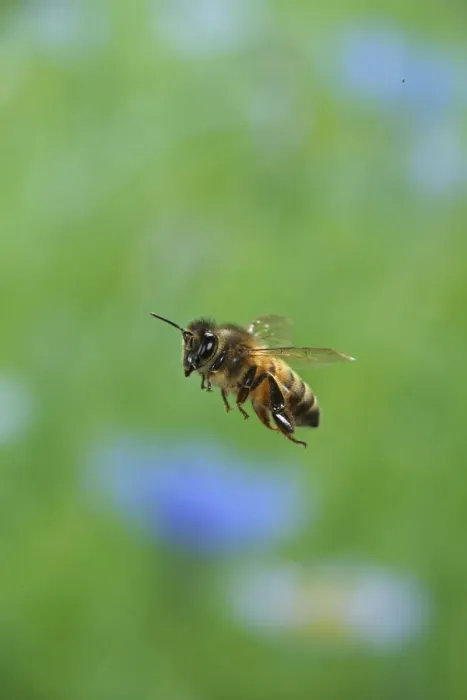Framed Print : Honey bee (Apis mellifera) in flight, Surrey, England, July Framed Print : Honey bee (Apis mellifera) in flight, Surrey, England, July