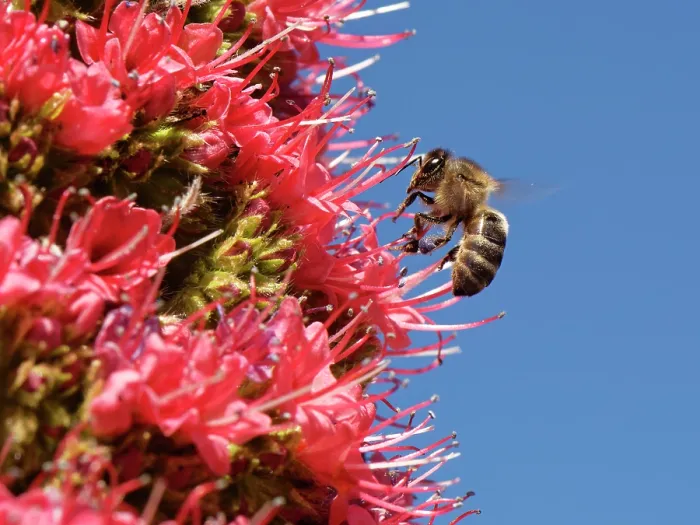 Framed Print : Honey bee (Apis mellifera) flying in to nectar from Mount Teide bugloss (Echium wildpretii) flowers, Teide National Park, Tenerife, Canary Islands. May Framed Print : Honey bee (Apis mellifera) flying in to nectar from Mount Teide bugloss (Echium wildpretii) flowers, Teide National Park, Tenerife, Canary Islands. May