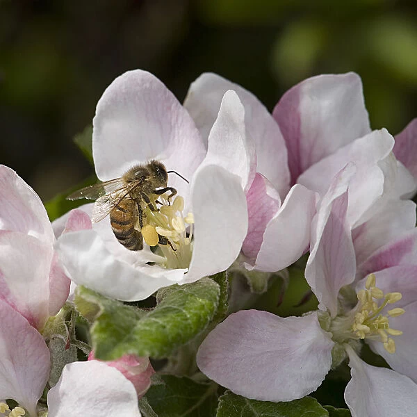 Honey bee (Apis mellifera) forages on pollen in Apple (Malus domestica) flower, collecting
