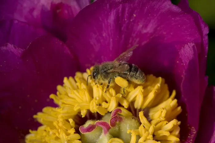 Framed Print : Honey bee (Apis mellifera) foraging on Peony (Paeonia officinalis) pollen. Surrey, England, UK Framed Print : Honey bee (Apis mellifera) foraging on Peony (Paeonia officinalis) pollen. Surrey, England, UK