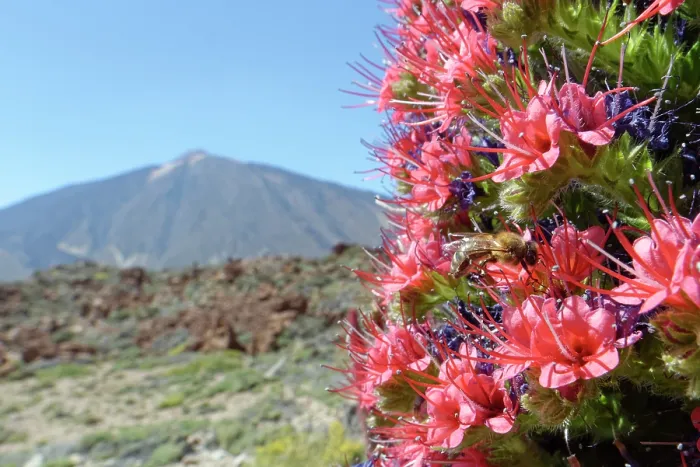Framed Print : Honey bee (Apis mellifera) nectaring from Mount Teide bugloss (Echium wildpretii) flowers with El Teide in the background, Teide National Park, Tenerife, Canary Islands. May