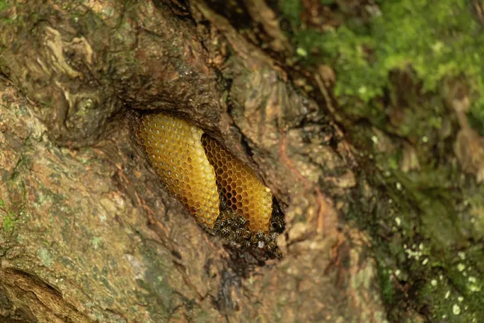Framed Print : Honey bee (Apis mellifera) nest with workers in tree, Cornwall, England, UK. October Framed Print : Honey bee (Apis mellifera) nest with workers in tree, Cornwall, England, UK. October