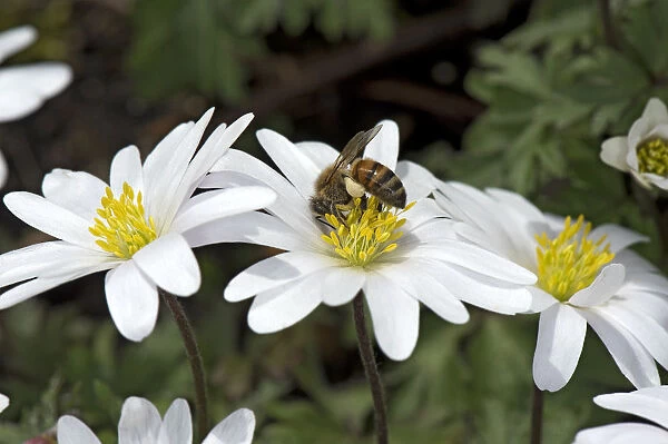 Honey bee (Apis mellifera) with full pollen baskets feeding on Balkan anemone (Anemone blanda)