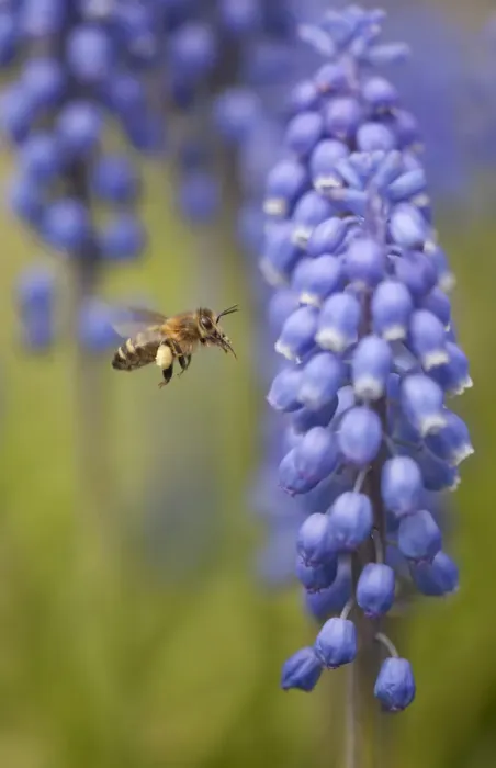 Framed Print : Honey bee (Apis mellifera) visiting Grape hyacinth, Sheffield, UK Framed Print : Honey bee (Apis mellifera) visiting Grape hyacinth, Sheffield, UK