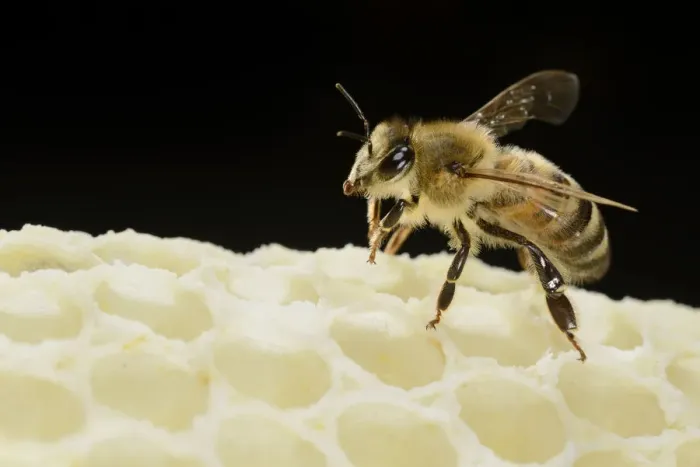 Framed Print : Honey bee (Apis mellifera) worker on freshly made honey comb, Kiel, Germany, May Framed Print : Honey bee (Apis mellifera) worker on freshly made honey comb, Kiel, Germany, May