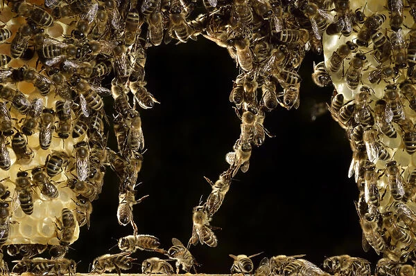 Honey bees (Apis mellifera) forming living bridge, Kiel, Germany, June