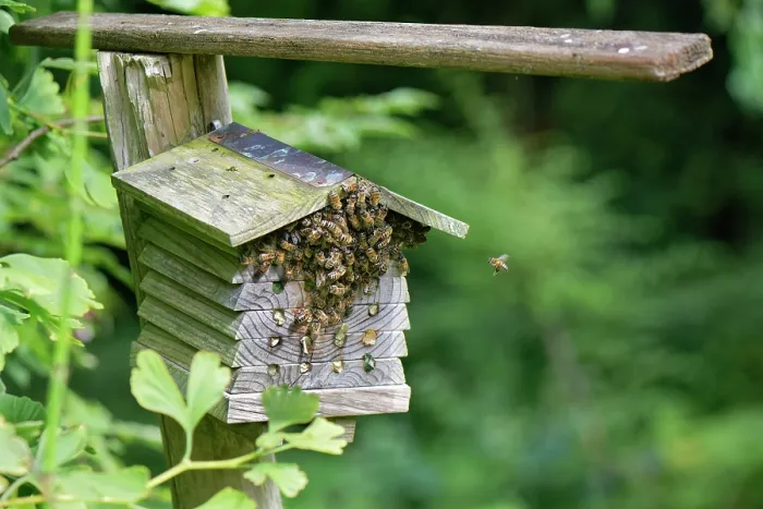 Framed Print : Honey bees (Apis mellifera) small swarm clustered temporarily on an insect hotel in a garden, Wiltshire, England, UK. August Framed Print : Honey bees (Apis mellifera) small swarm clustered temporarily on an insect hotel in a garden, Wiltshire, England, UK. August