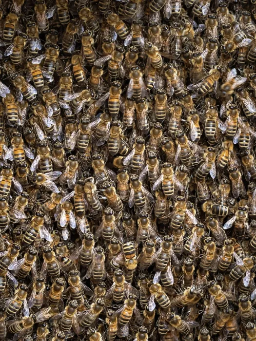 Framed Print : Honey bees (Apis mellifera) swarm resting, London, England, UK. May Framed Print : Honey bees (Apis mellifera) swarm resting, London, England, UK. May