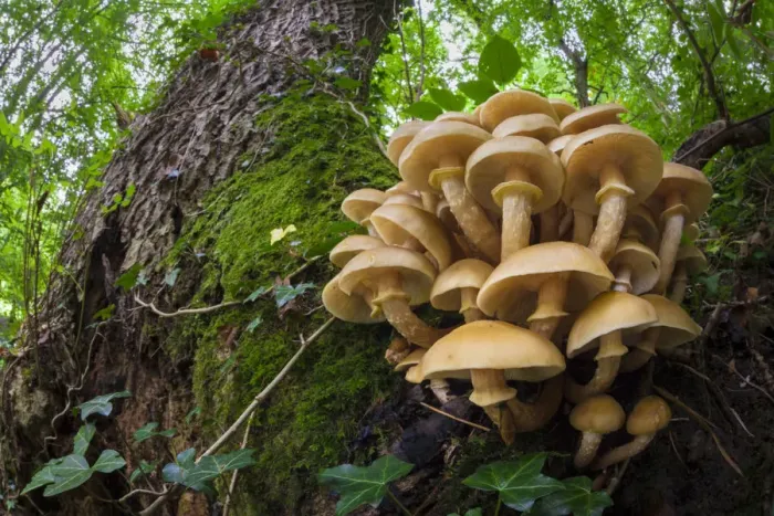 Framed Print : Honey Fungus (Armillaria mellea) growing on mature Ash tree (Fraxinus excelsior) Framed Print : Honey Fungus (Armillaria mellea) growing on mature Ash tree (Fraxinus excelsior)