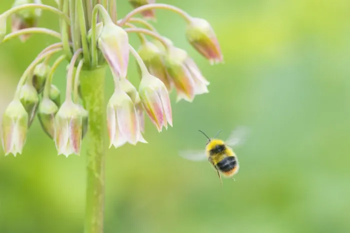 Framed Print : Honey garlic (Nectaroscordium siculum) with Bumblebee in flight Framed Print : Honey garlic (Nectaroscordium siculum) with Bumblebee in flight