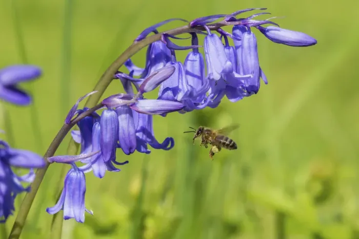 Framed Print : Honeybee (Apis mellifera) flying to Bluebell flowers (Hyacinthoides non-scripta) Monmouthshire
