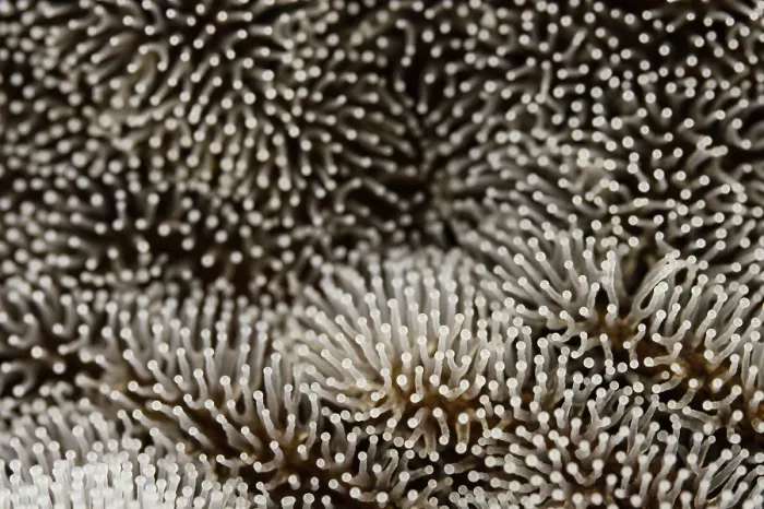 Framed Print : Honeycomb coral slime mold (Ceratiomyxa fruticulosa) showing its fruiting bodies shaped like soft corals under a rotten log, Genoa, Italy. June Framed Print : Honeycomb coral slime mold (Ceratiomyxa fruticulosa) showing its fruiting bodies shaped like soft corals under a rotten log, Genoa, Italy. June