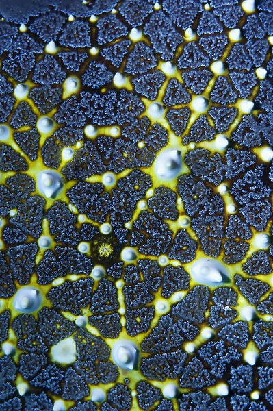Honeycomb or Cushion starfish (Pentaceraster alveolatus) close up. Oreasteridae