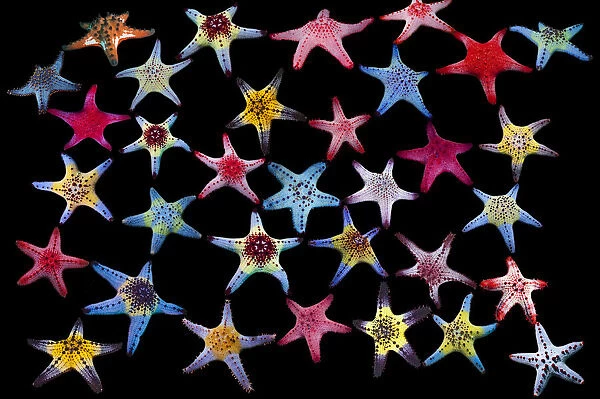 Honeycomb  /  Cushion starfish (Pentaceraster alveolatus) composite image on black background showing colour variations Malapascua Island, Philippines, Indo-Pacific species