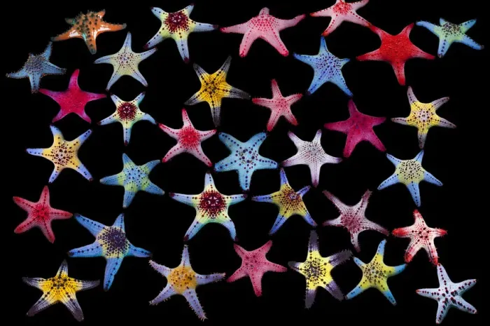 Framed Print : Honeycomb / Cushion starfish (Pentaceraster alveolatus) composite image on black background showing colour variations Malapascua Island, Philippines, Indo-Pacific species Framed Print : Honeycomb / Cushion starfish (Pentaceraster alveolatus) composite image on black background showing colour variations Malapascua Island, Philippines, Indo-Pacific species