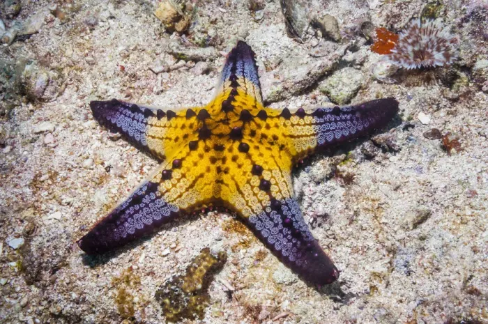 Framed Print : Honeycomb  /  Cushion starfish (Pentaceraster alveolatus) Malapascua Island, Philippines