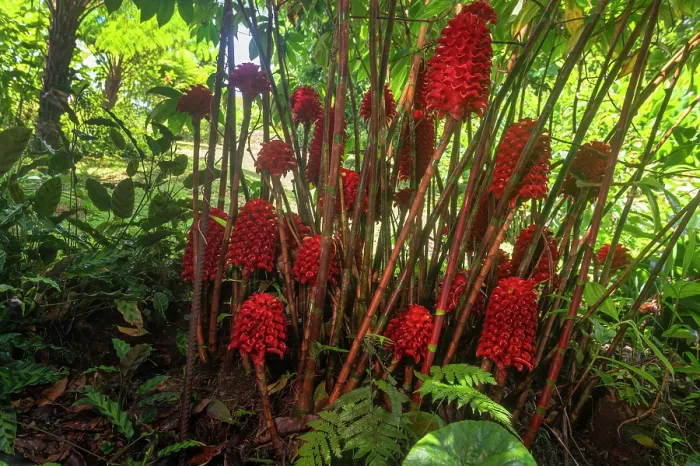 Framed Print : Honeycomb ginger (Tapeinochilos ananassae) in flower in a shady area in a garden, Dominica, Lesser Antilles Framed Print : Honeycomb ginger (Tapeinochilos ananassae) in flower in a shady area in a garden, Dominica, Lesser Antilles