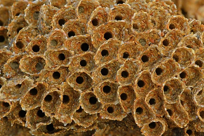 Framed Print : Honeycomb worm (Sabellaria alveolata) close-up of tube entrances, North Cornwall, UK. February. Focus stacked Framed Print : Honeycomb worm (Sabellaria alveolata) close-up of tube entrances, North Cornwall, UK. February. Focus stacked