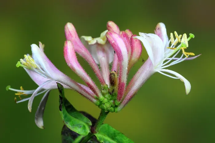 Framed Print : Honeysuckle (Lonicera periclymenum) flower, close up, Dorset, England, UK. June. Studio shot Framed Print : Honeysuckle (Lonicera periclymenum) flower, close up, Dorset, England, UK. June. Studio shot