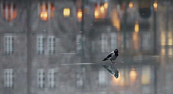 Hooded crow (Corvus corone cornix) standing on water-covered ice, with reflection of buildings at sunset in background, Helsinki, Finland. December. Vuoden luontokuva Finland's Nature Photograph of the Year Competition 2022 - Competition winner 2nd place - Bird category