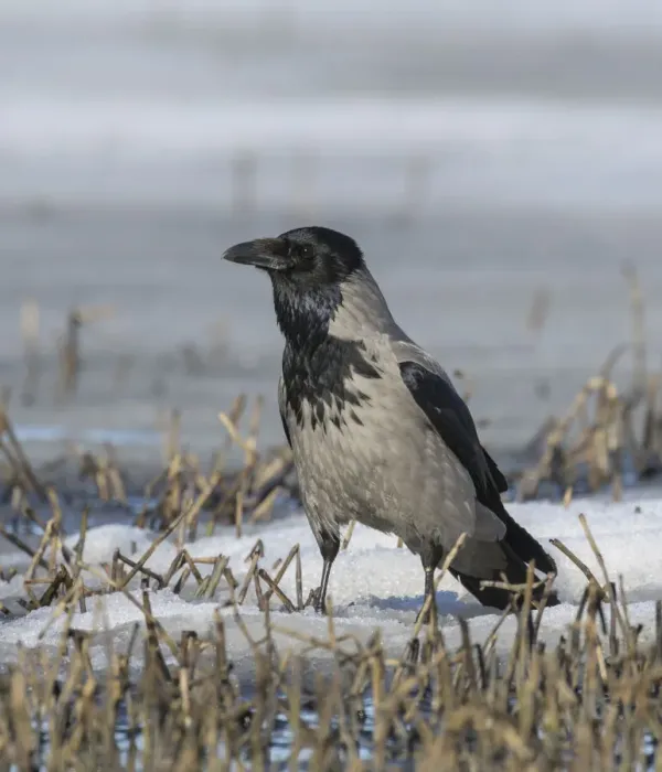 Framed Print : Hooded crow (Corvus corone cornix) alert on snow covered ground, Finland. April Framed Print : Hooded crow (Corvus corone cornix) alert on snow covered ground, Finland. April