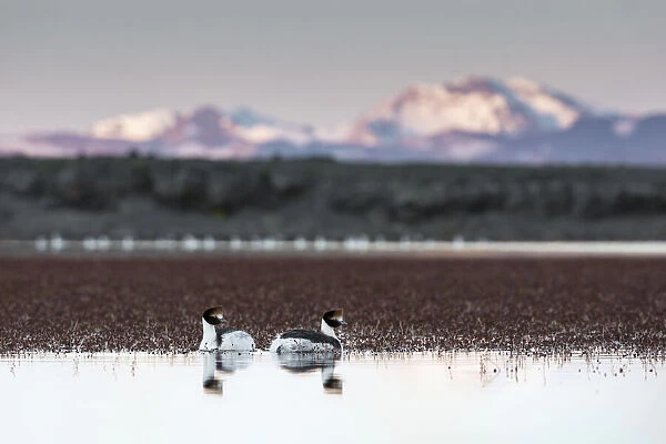 Hooded grebes (Podiceps gallardoi) pair on lake, with mountains in Chile in background