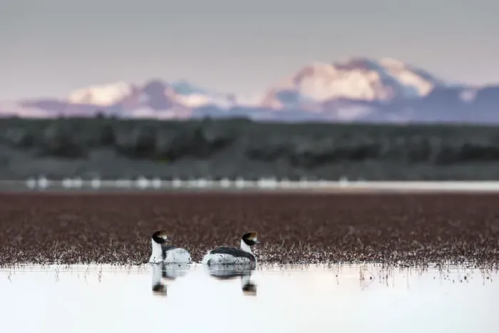 Framed Print : Hooded grebes (Podiceps gallardoi) pair on lake, with mountains in Chile in background Framed Print : Hooded grebes (Podiceps gallardoi) pair on lake, with mountains in Chile in background