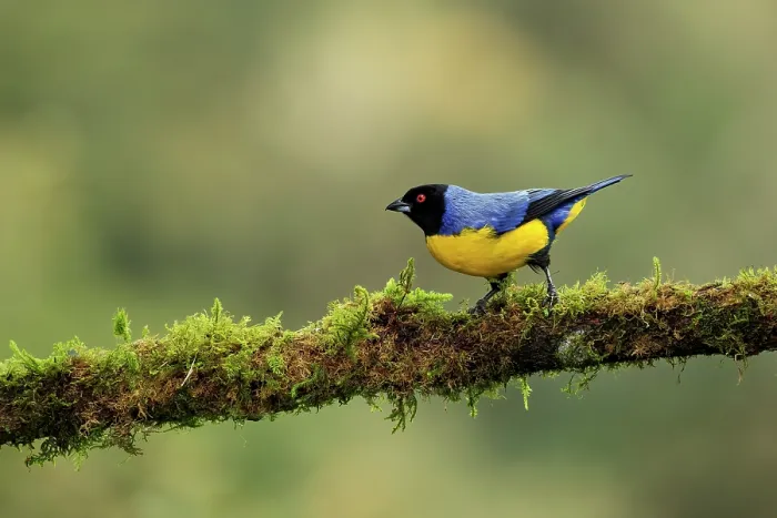 Framed Print : Hooded mountain tanager (Buthraupis montana) perched on mossy branch, Nevado del Ruiz, Colombia Framed Print : Hooded mountain tanager (Buthraupis montana) perched on mossy branch, Nevado del Ruiz, Colombia