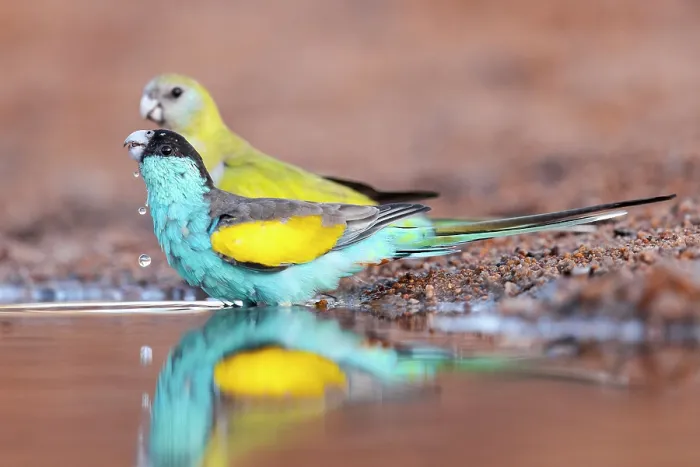 Framed Print : Hooded parrots (Psephotus dissimilis) pair drinking from a puddle in a drying creek bed, Pine Creek, Northern Territory, Australia Framed Print : Hooded parrots (Psephotus dissimilis) pair drinking from a puddle in a drying creek bed, Pine Creek, Northern Territory, Australia