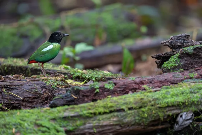 Framed Print : Hooded pitta (Pitta sordida) perched on rotten log in rainforest, private nature reserve near Fak Fak, West Papua, Indonesia