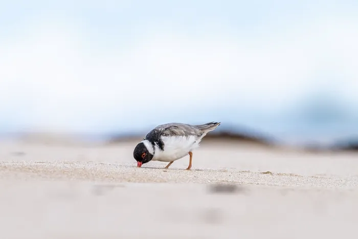 Framed Print : Hooded plover (Thinornis rubricollis) foraging for food, Aire River, The Otways, Victoria, Australia Framed Print : Hooded plover (Thinornis rubricollis) foraging for food, Aire River, The Otways, Victoria, Australia