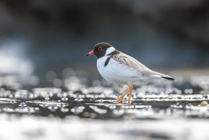 Framed Print : Hooded plover (Thinornis rubricollis) walking on beach looking for food Framed Print : Hooded plover (Thinornis rubricollis) walking on beach looking for food