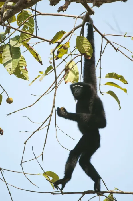 Framed Print : Hoolock Gibbon (Hylobates hoolock) male hanging from a branch. Assam, India, February Framed Print : Hoolock Gibbon (Hylobates hoolock) male hanging from a branch. Assam, India, February