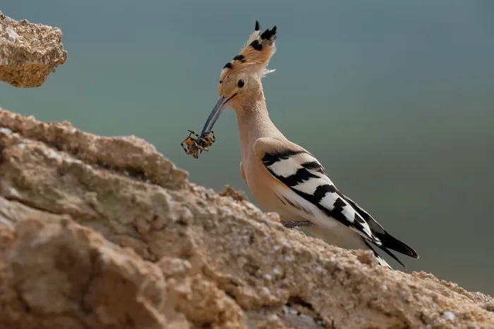 Framed Print : Hoopoe (Upupa epops) carrying spider prey in beak to feed chicks at nest, La Rioja, Spain. April Framed Print : Hoopoe (Upupa epops) carrying spider prey in beak to feed chicks at nest, La Rioja, Spain. April