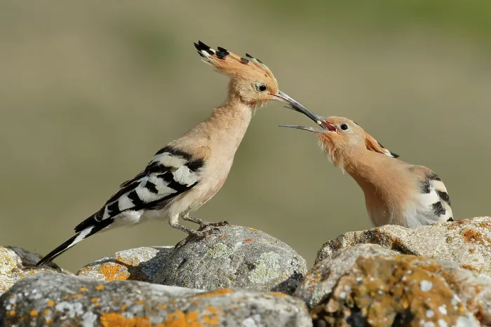 Framed Print : Hoopoe (Upupa epops) feeding a fledgling chick, La Rioja, Spain. May Framed Print : Hoopoe (Upupa epops) feeding a fledgling chick, La Rioja, Spain. May
