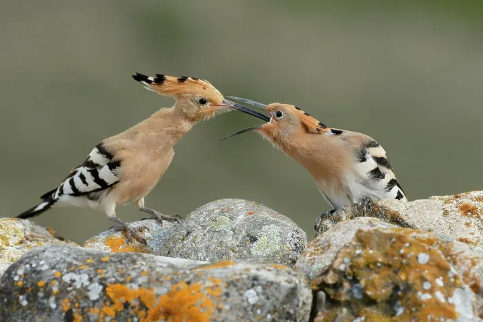 Framed Print : Hoopoe (Upupa epops) feeding a fledgling chick. La Rioja, Spain. May Framed Print : Hoopoe (Upupa epops) feeding a fledgling chick. La Rioja, Spain. May