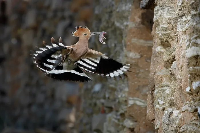 Framed Print : Hoopoe (Upupa epops) in flight carrying a newborn mouse prey in beak to feed chicks. The nest is in a hole on the wall, Navarre, Spain. May Framed Print : Hoopoe (Upupa epops) in flight carrying a newborn mouse prey in beak to feed chicks. The nest is in a hole on the wall, Navarre, Spain. May