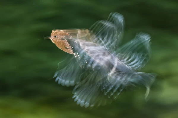 Hoopoe (Upupa epops) in flight, Hungary. Multi flash, long exposure. Winner, Eric Hosking award