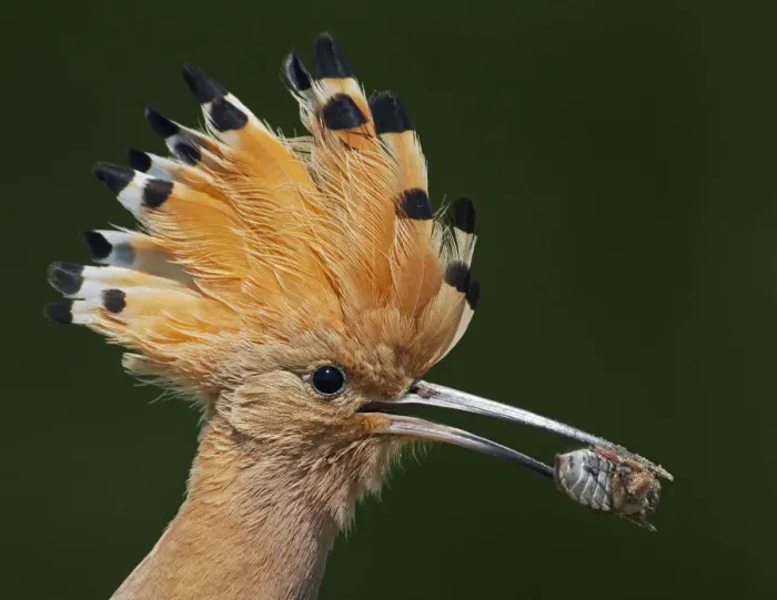 Framed Print : Hoopoe (Upupa epops) with insect prey in beak, Pusztaszer, Hungary, May 2008 Framed Print : Hoopoe (Upupa epops) with insect prey in beak, Pusztaszer, Hungary, May 2008